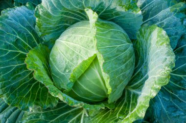 sebze bahçesinde lahana başkanı 