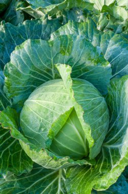 sebze bahçesinde lahana başkanı 