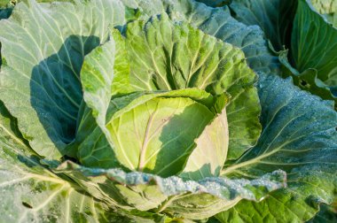 sebze bahçesinde lahana başkanı 