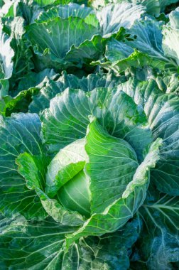 sebze bahçesinde lahana başkanı 