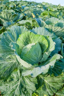 sebze bahçesinde lahana başkanı 