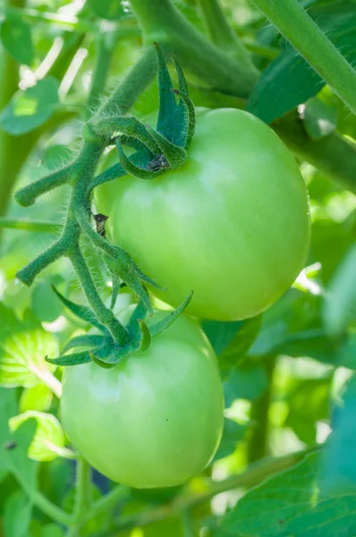 Tomates vertes fraîches sur arbre — Photo