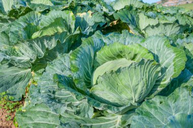 sebze bahçesinde lahana başkanı 