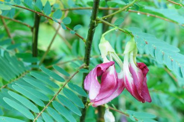 taze mor sesbania grandiflora ağaç üzerinde