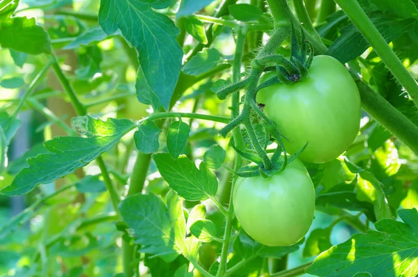 Tomates vertes fraîches sur arbre — Photo