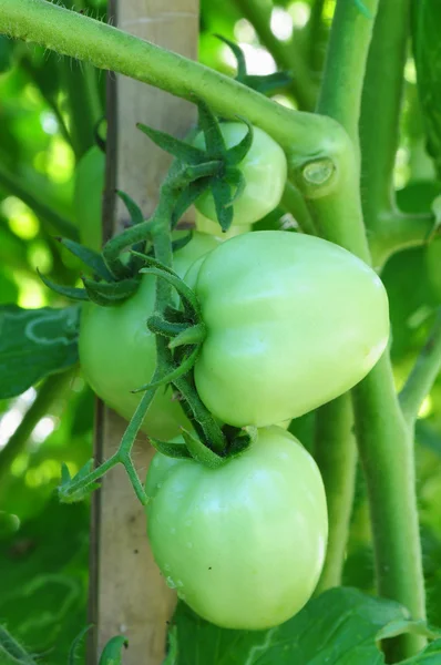 Fresh green tomatoes on tree — Stock Photo, Image