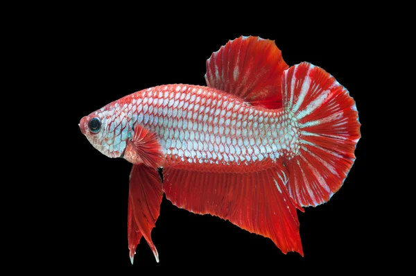 Όμορφη betta splendens απομονώνονται σε μαύρο φόντο — Φωτογραφία Αρχείου