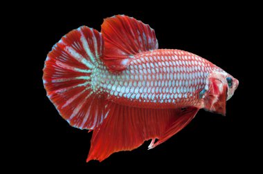 siyah arka plan üzerine izole güzel betta splendens 