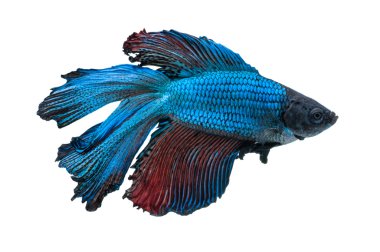 Beyaz arka plan üzerinde izole güzel betta splendens