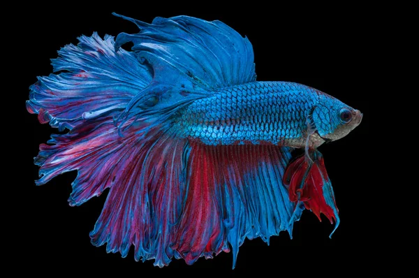 Hermosa betta splendens aislado sobre fondo negro — Foto de Stock