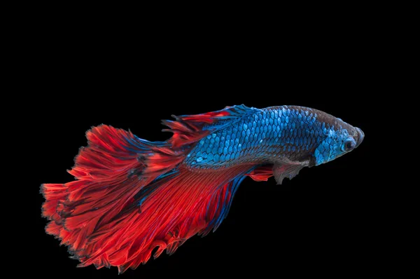 Schöne betta splendens isoliert auf schwarzem Hintergrund — Stockfoto