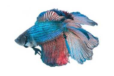 Beyaz arka plan üzerinde izole güzel betta splendens