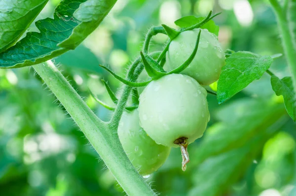 Fresh green tomatoes on tree — Stock Photo, Image