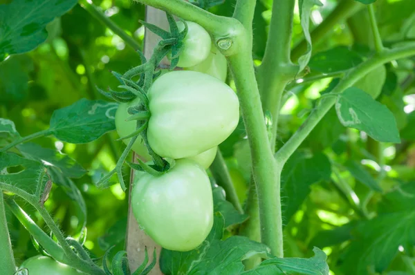 Tomates vertes fraîches sur arbre — Photo