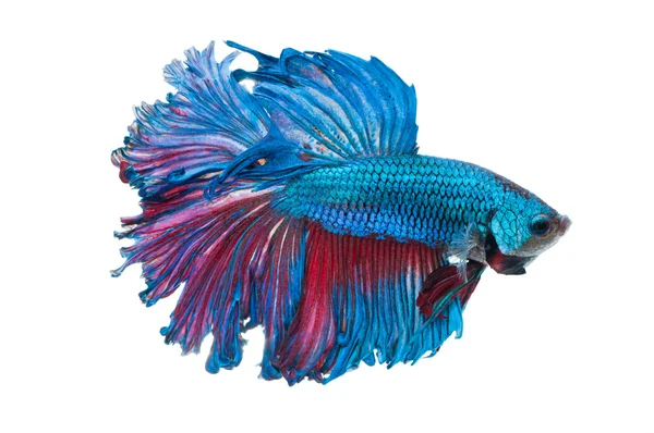 Schöne betta splendens isoliert auf weißem Hintergrund — Stockfoto