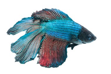 Beyaz arka plan üzerinde izole güzel betta splendens
