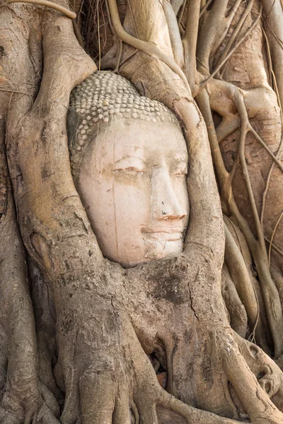 Head of sandstone buddha in the tree roots at wat mahathat templ — Stock Photo, Image