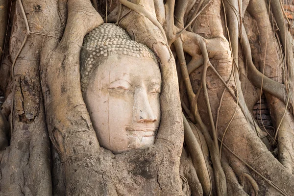 Head of sandstone buddha in the tree roots at wat mahathat templ — Stock Photo, Image
