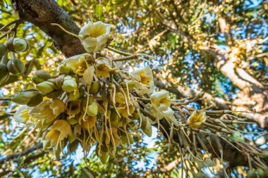 durian ağaçta meyve taze çiçekler