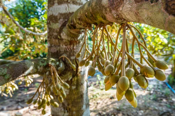 Fresh flowers of durian on tree in the orchard — Stock Photo, Image