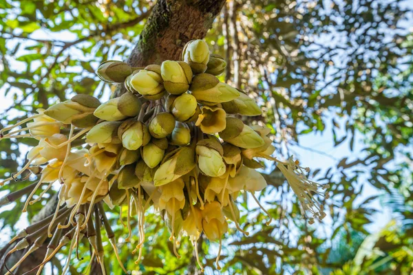 Fresh flowers of durian on tree in the orchard — Stock Photo, Image
