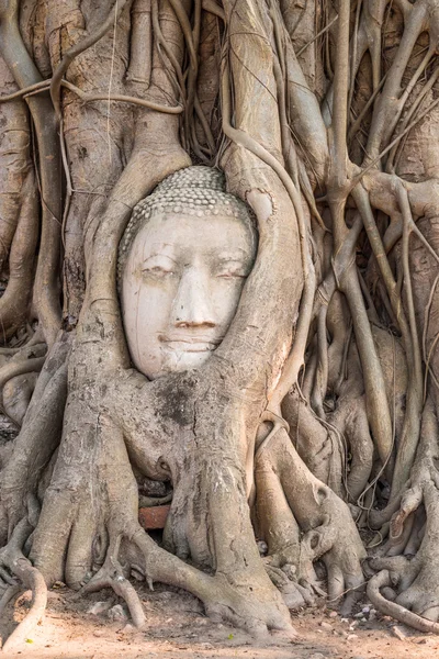 Cabeza de piedra arenisca buddha en las raíces del árbol en wat mahathat templ — Foto de Stock