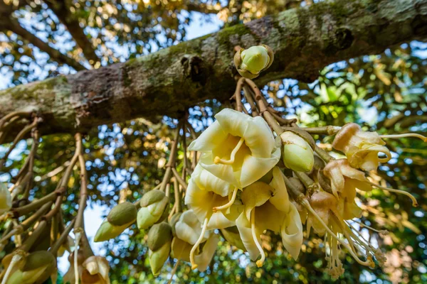 Fresh flowers of durian on tree in the orchard — Stock Photo, Image