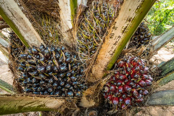 Fruit of the oil palm on the tree (elaeis guineensis) — Stock Photo, Image