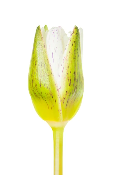 Witte lotus bud bloem geïsoleerd op een witte achtergrond (water lily) — Stockfoto