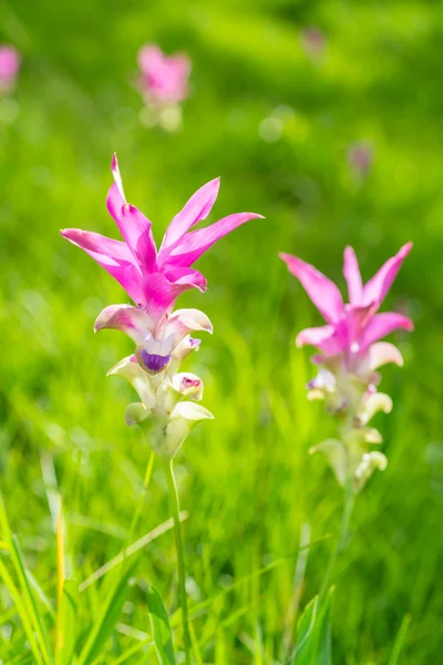 Flor de tulipa siam rosa no jardim — Fotografia de Stock