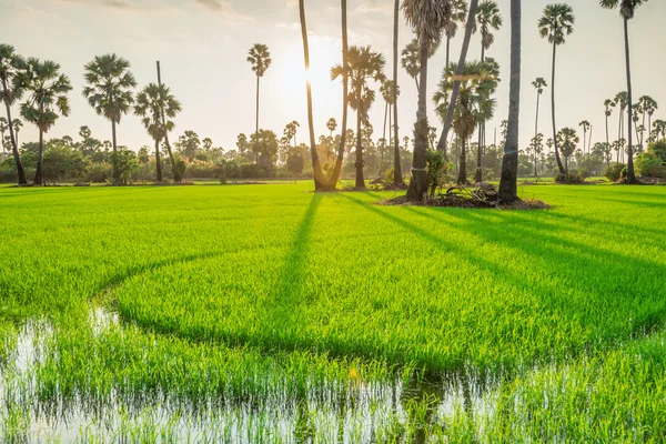 Campos de arroz com palmeira de açúcar ao pôr do sol — Fotografia de Stock