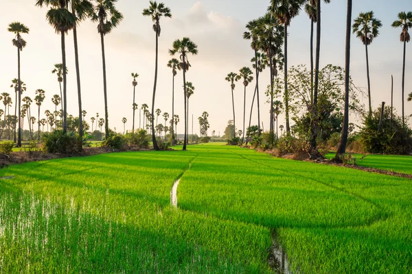 Campos de arroz com palmeira de açúcar ao pôr do sol — Fotografia de Stock