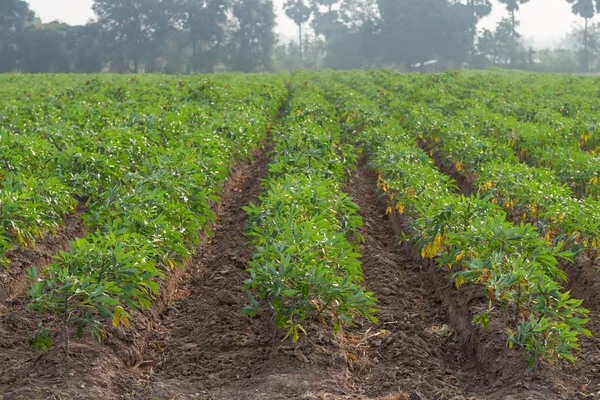 Row of cassava plantation — Stock Photo, Image