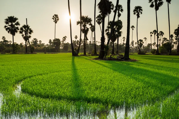 Campos de arroz com palmeira de açúcar ao pôr do sol — Fotografia de Stock