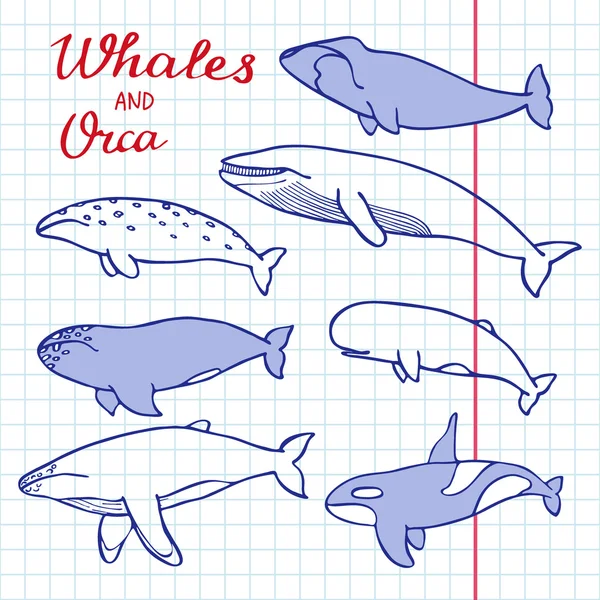 Baleias e orca. Coleção de desenhos animados desenhados à mão de mamíferos marinhos assassino, esperma, azul, corcunda, cinza, barbatana, baleias e cachalote. Ilustração vetorial — Vetor de Stock