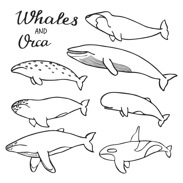 Baleias e orca. Coleção de desenhos animados desenhados à mão de mamíferos marinhos assassino, esperma, azul, corcunda, cinza, barbatana, baleias e cachalote. Ilustração vetorial — Vetor de Stock