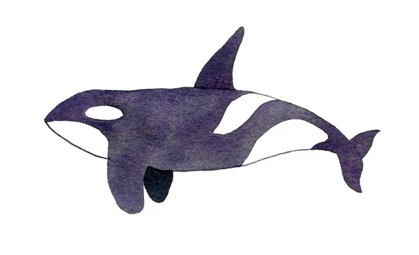 Orca або кит убивці. Акварельна ілюстрація — стокове фото