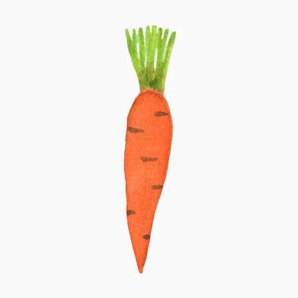 Hand-drawn carrot. Real watercolor drawing. Vector illustration. — Stock Vector