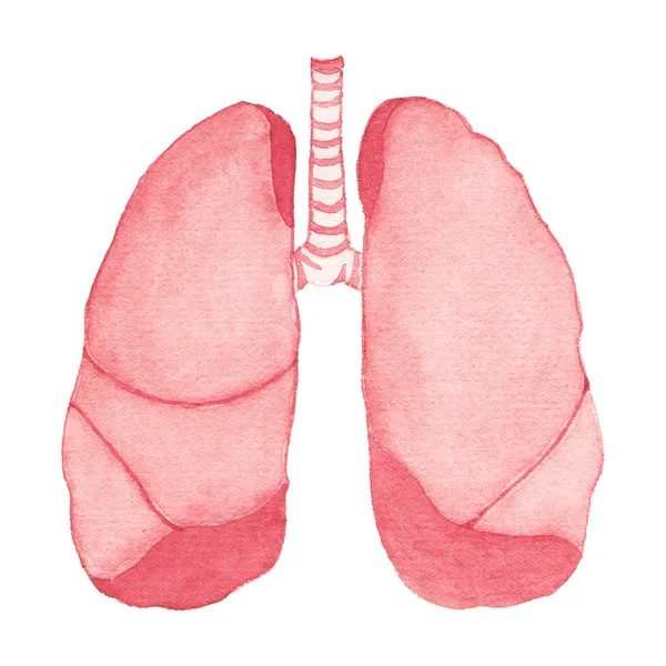 Akwarele realistyczne ludzkie płuca na białym tle, aquarelle. Ilustracja wektorowa. — Wektor stockowy