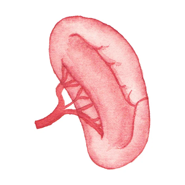 Acuarela realista riñón humano en el fondo blanco, aquarelle. Ilustración vectorial . — Vector de stock