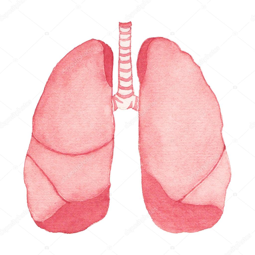 Watercolor realistic human lungs on the white background, aquarelle.  Vector illustration.