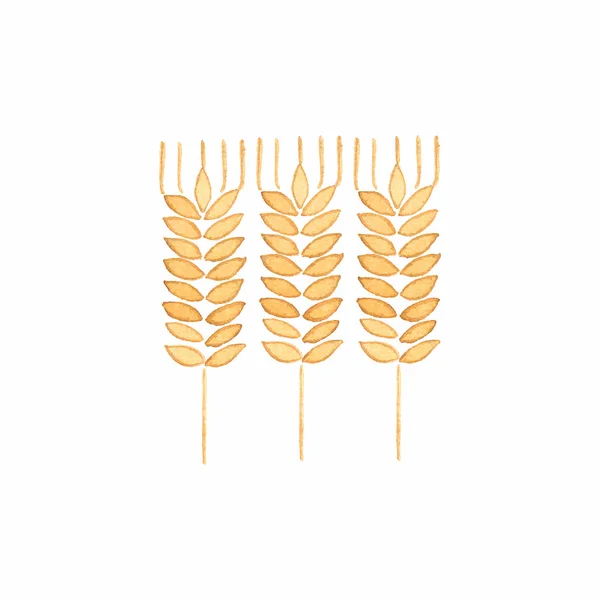 Акварель - ухо пшеницы на белом фоне. Векторная иллюстрация . — стоковый вектор