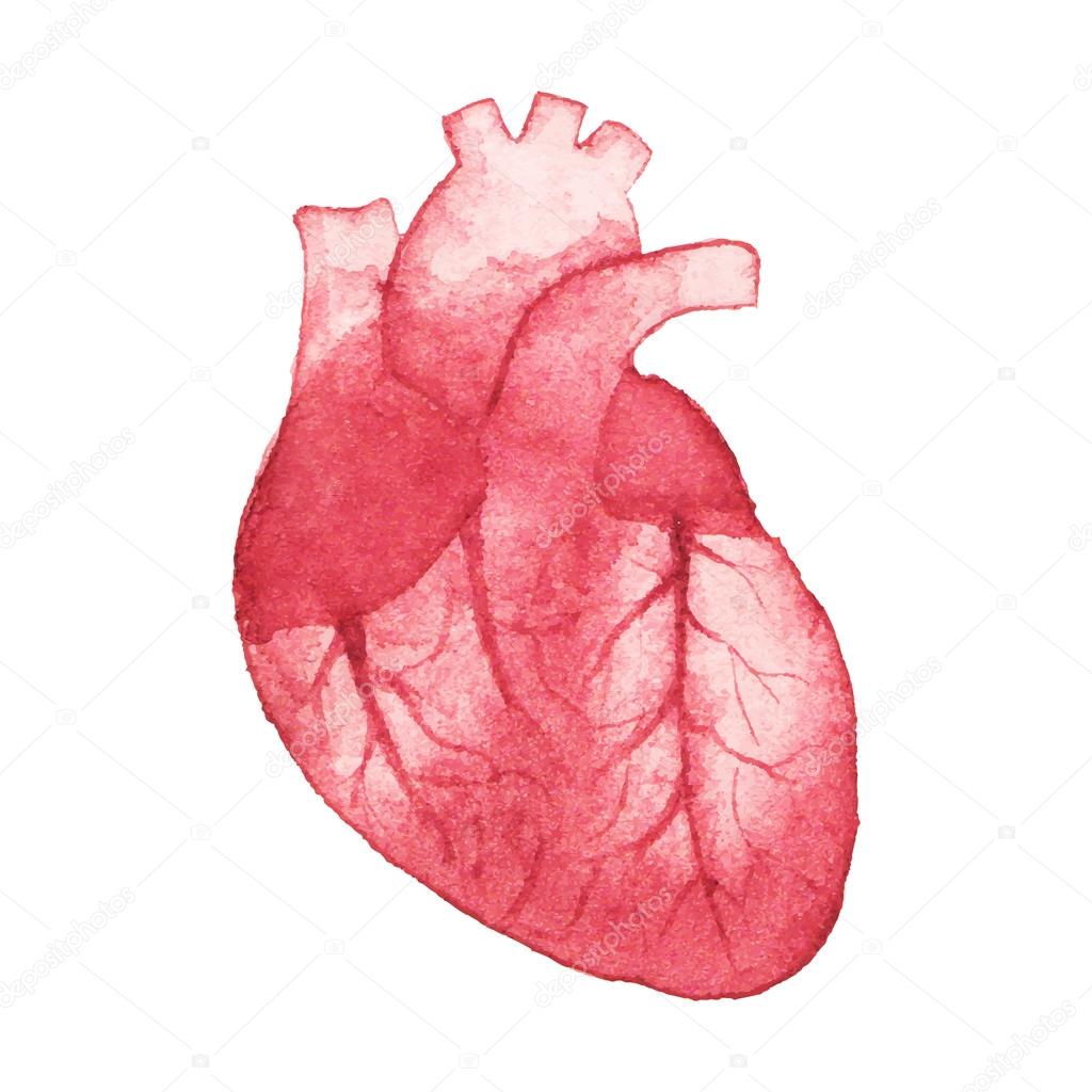 Watercolor realistic human heart on the white background, aquarelle.  Vector illustration. Hand-drawn decorative element useful for invitations, scrapbooking, design.