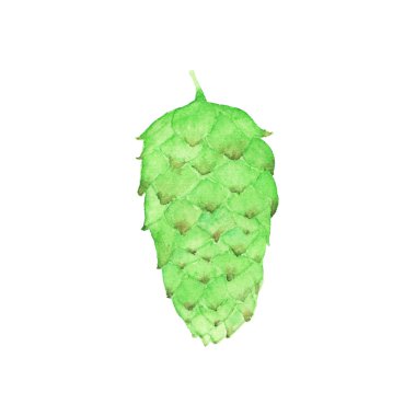 Suluboya atlama çiçek, aquarelle. Vektör çizim. Çizilmiş öğe. Bira bira.