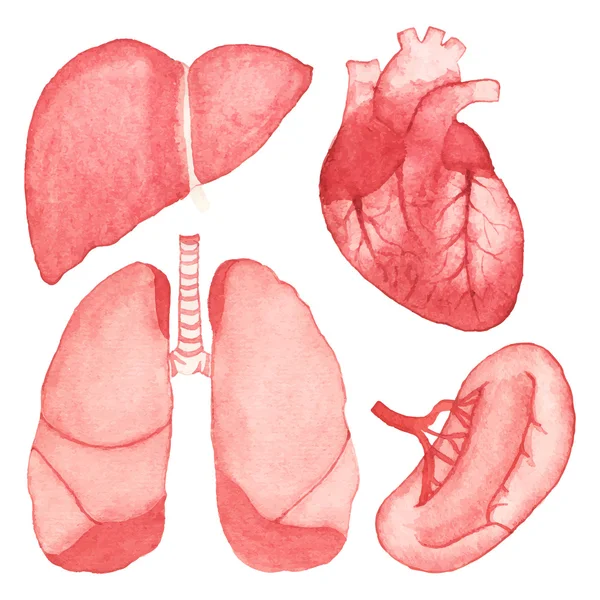 Aquarel aantal menselijke interne organen op de witte achtergrond, aquarelle. Vectorillustratie. — Stockvector