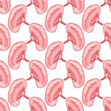 Watercolor seamless pattern with realistic human kidney on the white background, aquarelle.  Vector illustration.
