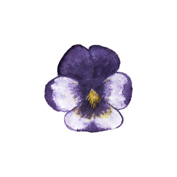 Aquarel viooltje op de witte achtergrond, aquarelle. Vectorillustratie. — Stockvector