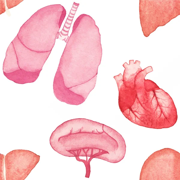 Watercolor seamless pattern with realistic human internal organs on the white background, aquarelle.  Vector illustration. — ストックベクタ