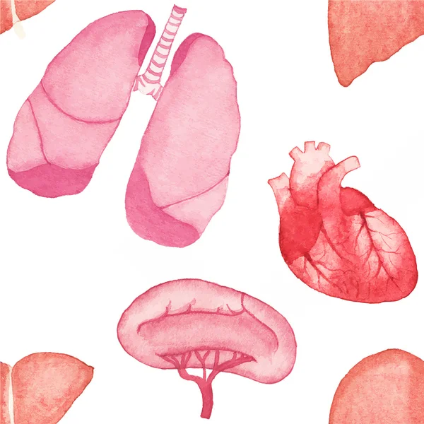 Watercolor seamless pattern with realistic human internal organs on the white background, aquarelle.  Vector illustration.