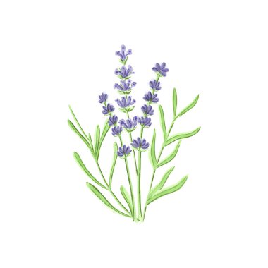 Suluboya beyaz arka plan üzerinde lavanta aquarelle. Vektör çizim.